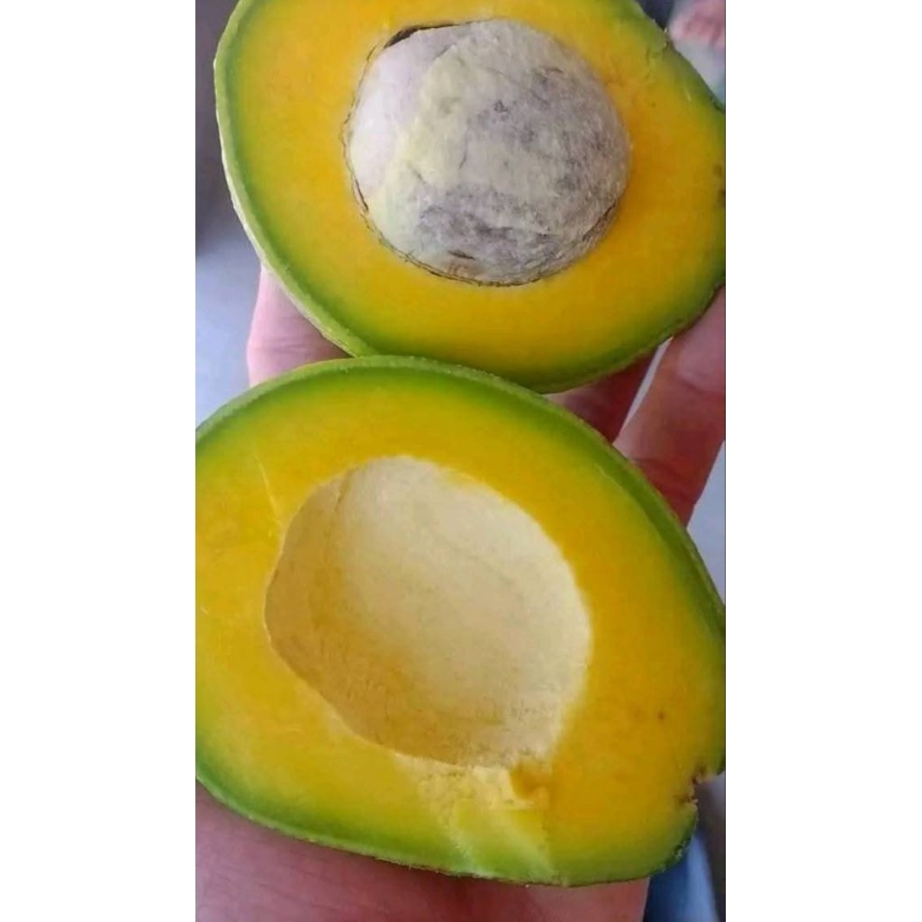 Alpukat Mentega MIKI