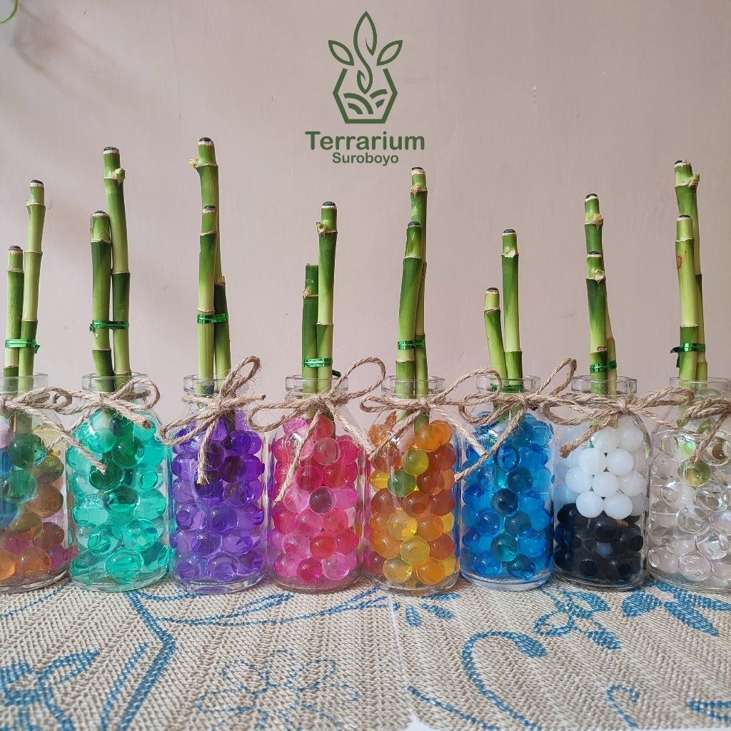 Aquaterra Bambu Hoki Hidrogel Terrarium souvenir hampers