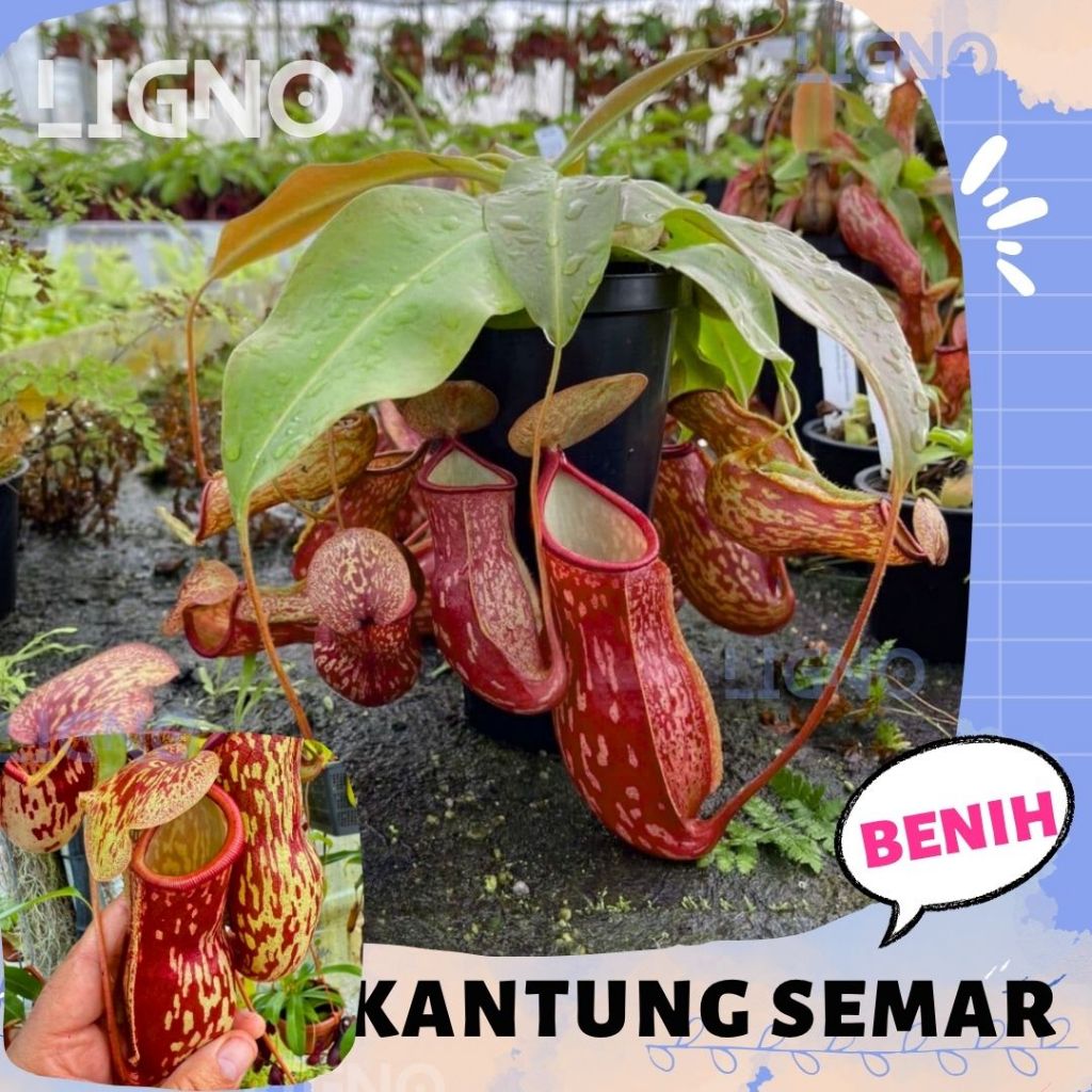 Benih KANTONG SEMAR Biji Tanaman Karnivora Nepenthes Alata