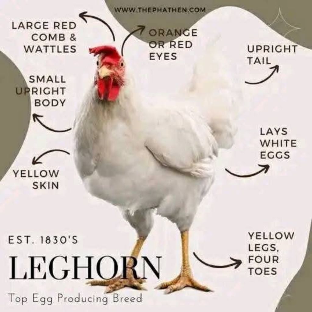 TELOR AYAM WHITE LEGORN, AYAM PUTIH AYAM RAS PETELOR