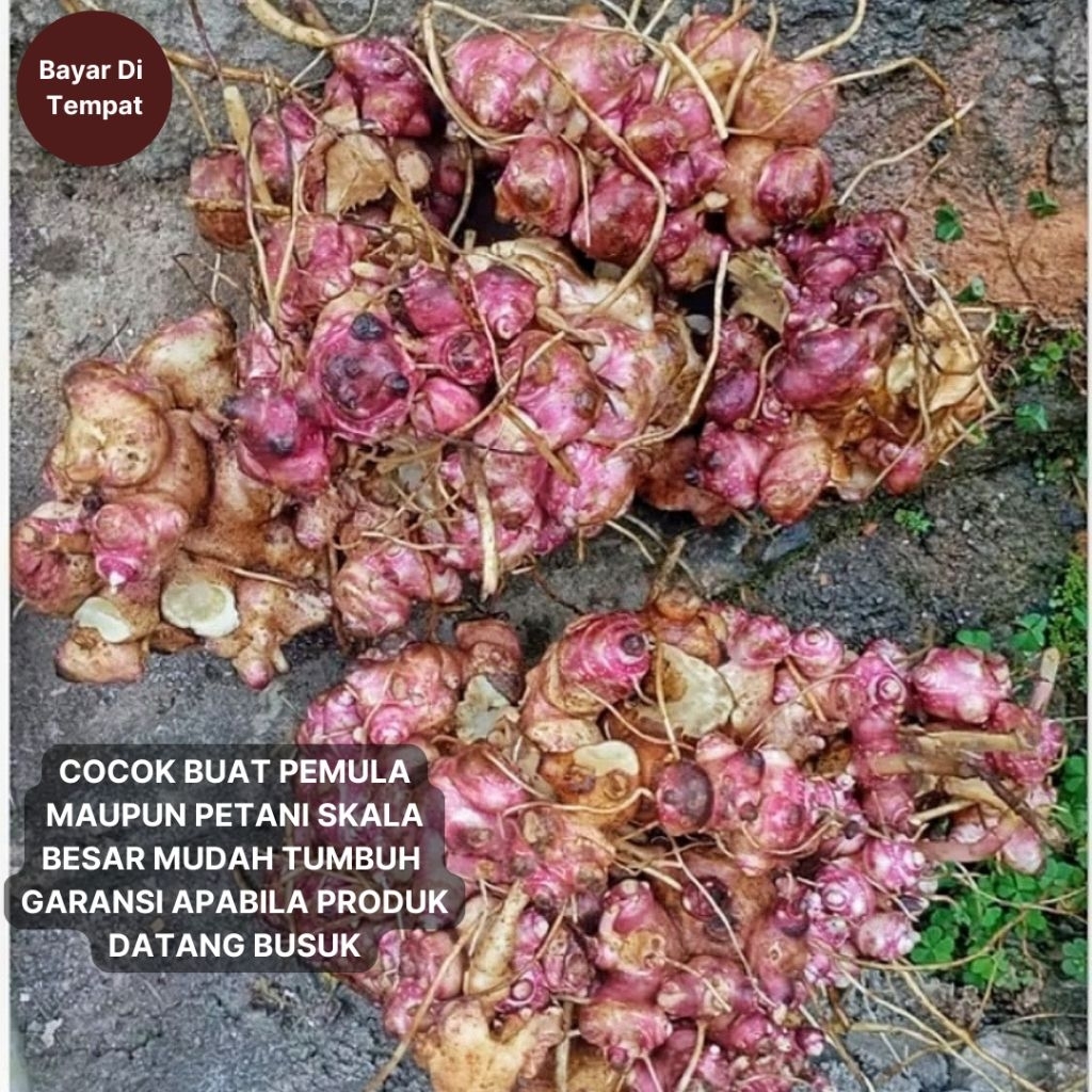 Bibit Umbi Yakon Rimpang Segar 1KG– Tanaman Herbal Manis & Sehat Harga Termurah  Kualitas Unggul