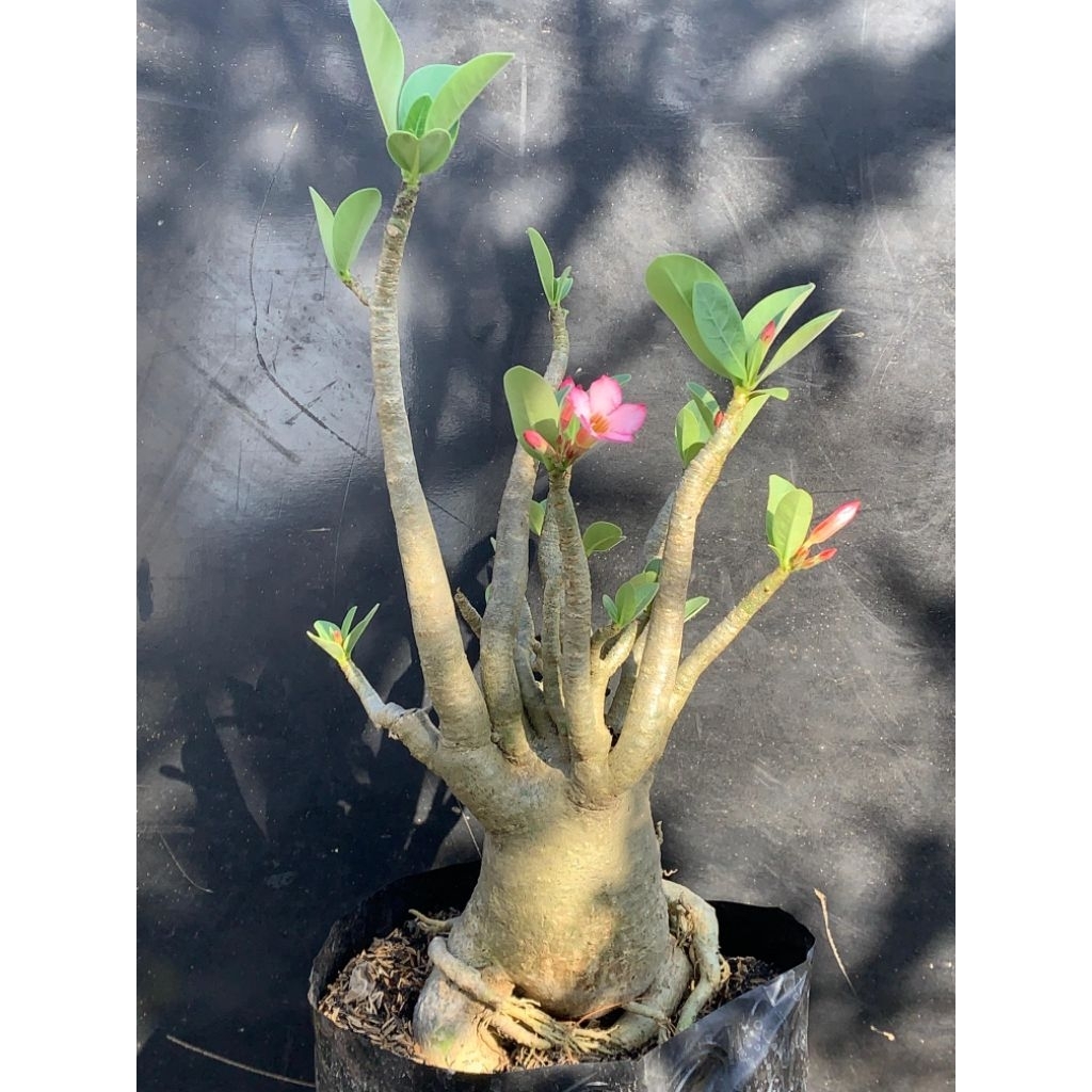 Adenium Kamboja Jepang Bonggol Unik Tangan Jumbo – Bunga Pink Muda Cantik Siap Hias Taman & Teras