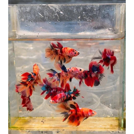 Ikan Cupang Halfmoon Nemo Multicolour Ekor Lebar Size M++ Agak Galak