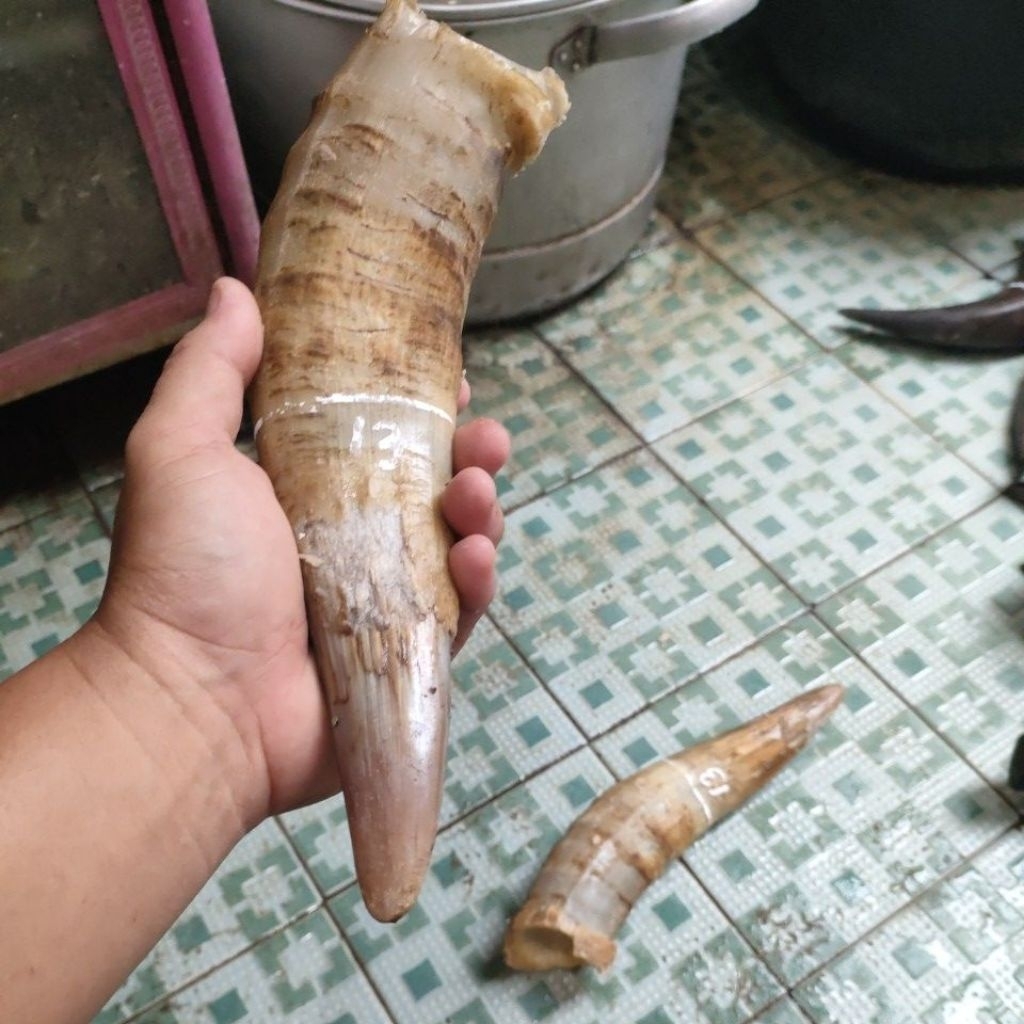 tanduk sapi bule padat 10-15 cm