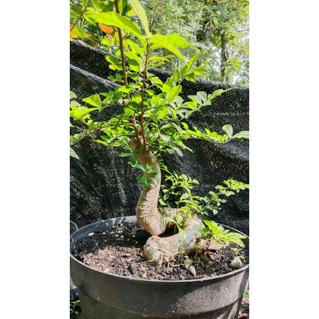 Bahan bonsai serut dari biji