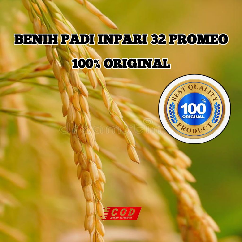 (5KG)BENIH PADI INPARI 32 PROMEO