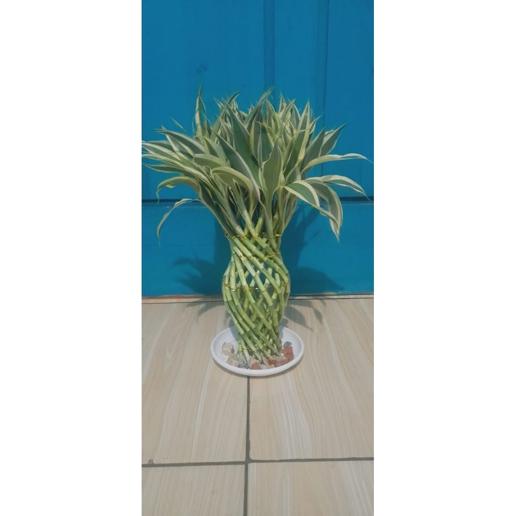 bambu hoki sri rejeki varigata