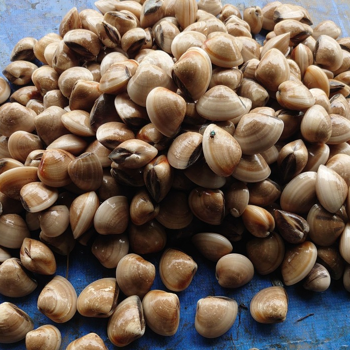 Kerang Tahu 1Kg Kerang Tahu segar Kerang Kepah Seafood Kerang Laut Kerang Segar