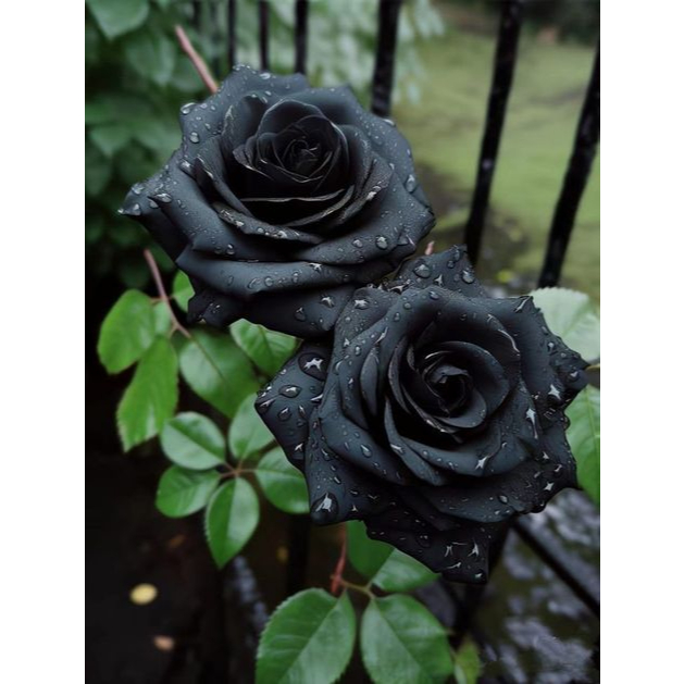 biji benih bunga mawar hitam import /2 biji
