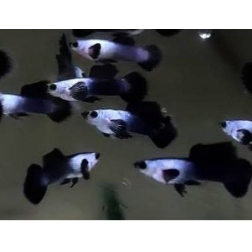 tanaman air guppy mini panda