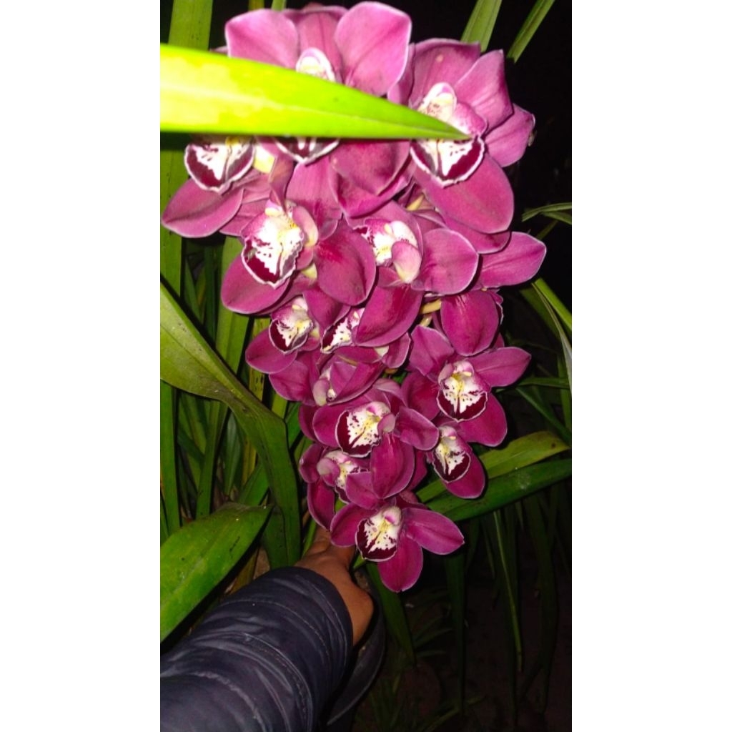 Anggrek cymbidium merah kelopak besar koleksi