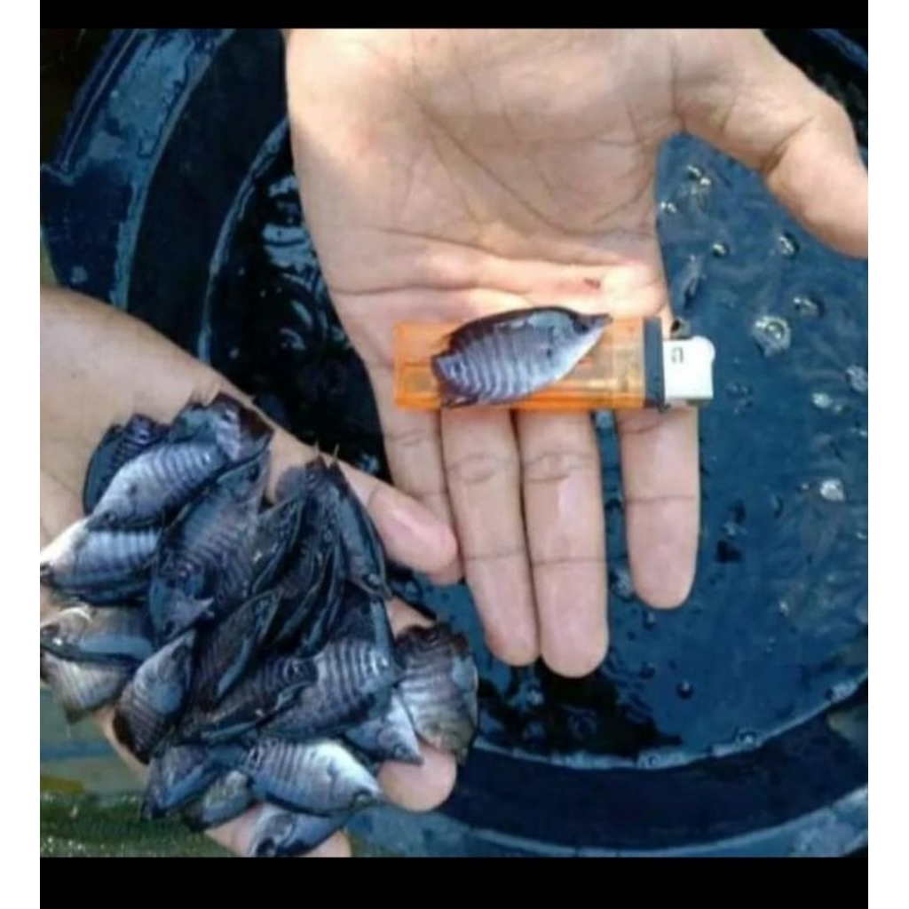 gurame soang korek gas