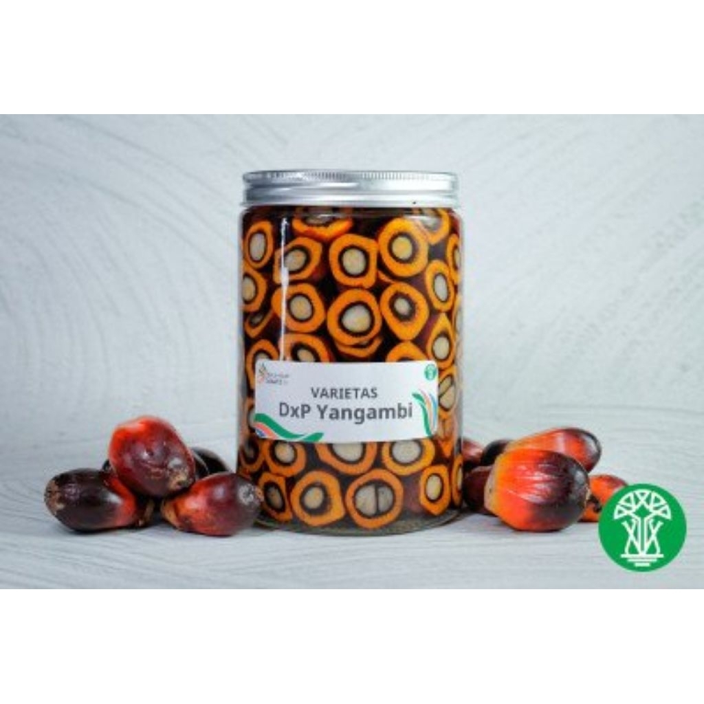 KECAMBAH PPKS YANGAMBI ORIGINAL SERTIFIKAT