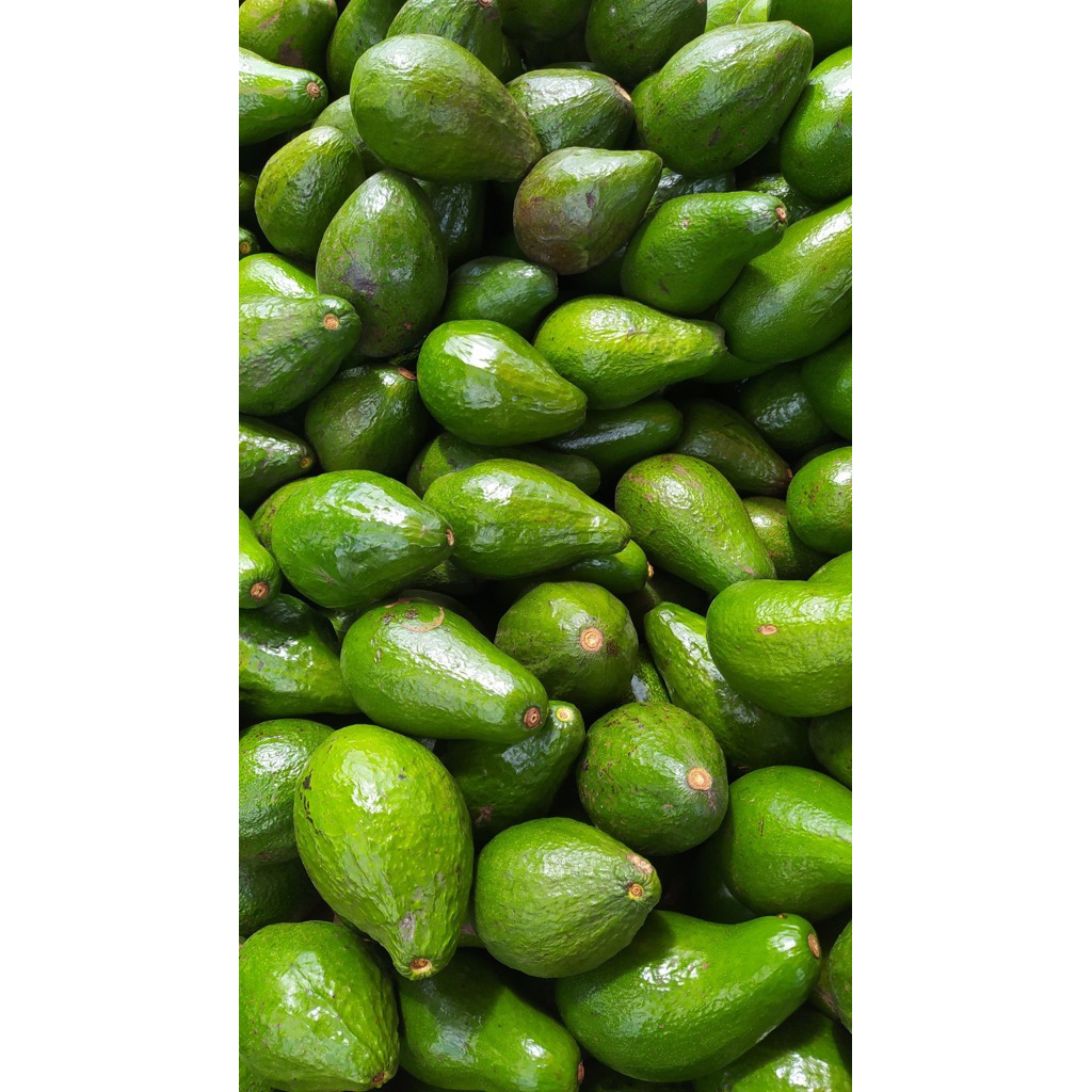 Alpukat Mentega Super (khusus pembelian 10kg)