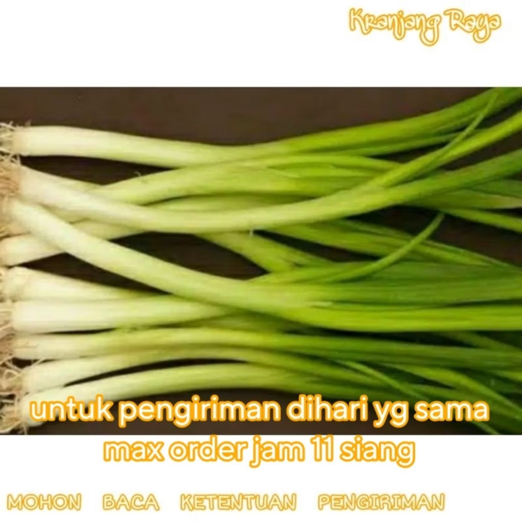 Daun Bawang besar
