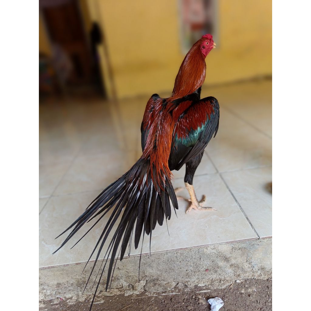 telur ayam ekor lidi original