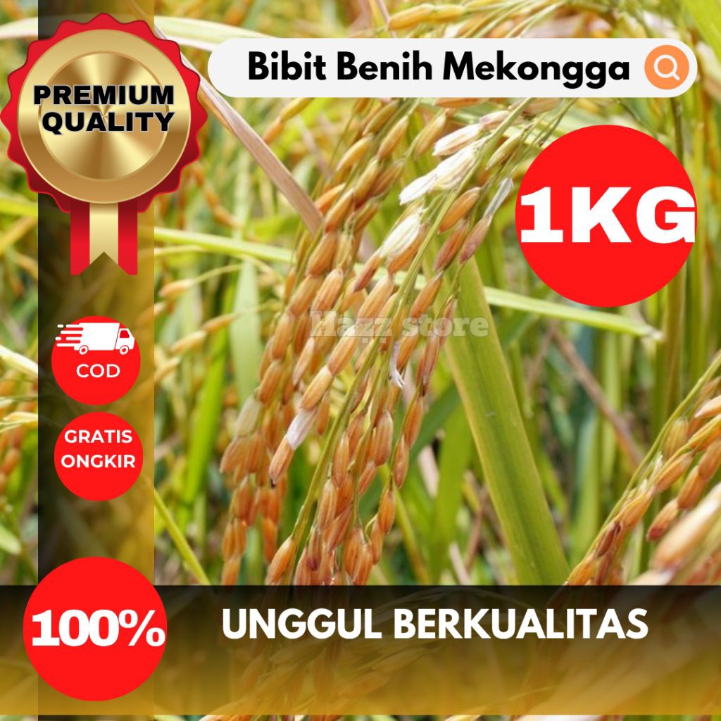 BENIH BIBIT PADI MEKONGGA UKURAN 1KG VARIETAS UNGGUL HASIL BERKUALITAS TINGGI, TAHAN HAMA & CEPAT PA