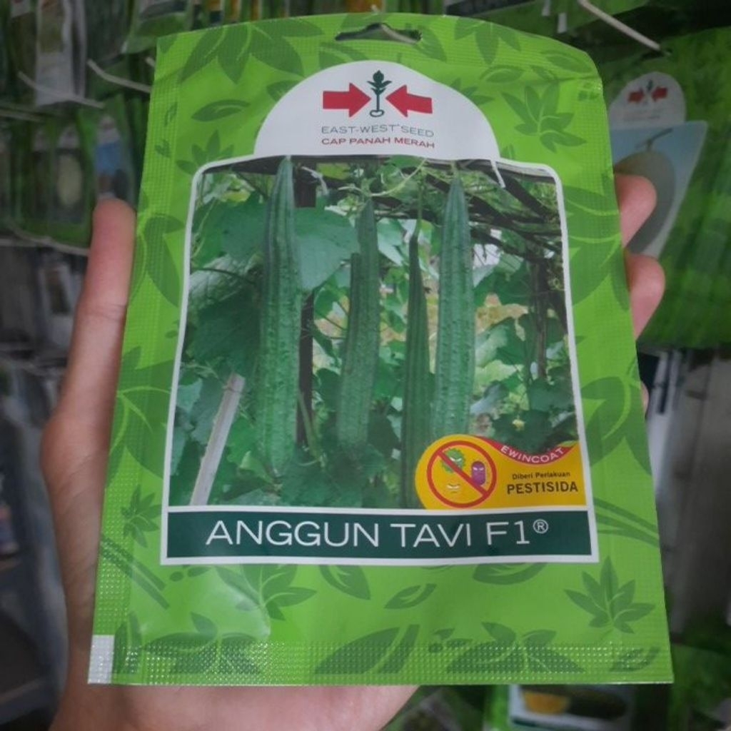Benih Oyong Tahan virus Anggun Tavi F1