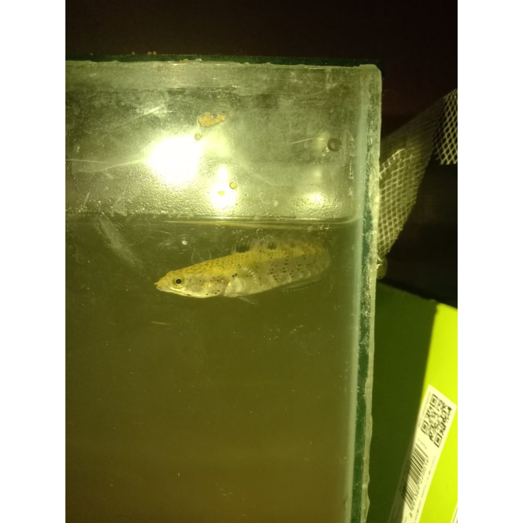 Chana Blue Pulchra/Chana Bp /ikan Hias/ Ikan Hidup