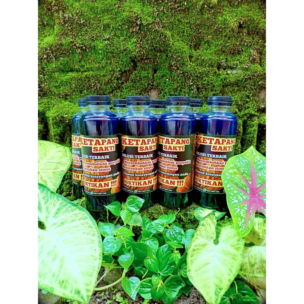 EKSTRAK DAUN KETAPANG. Ketapang Sakti