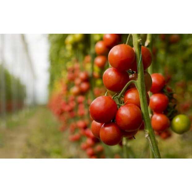 TERMURAH - Bibit Tomat Rampai