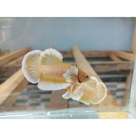 Ikan Cupang Betina Dumbo Ear Big Ear Siap Breed Size M++