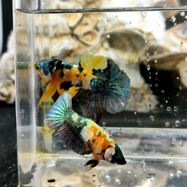 ikan cupang yellow koi copper jantan & betina siap pakai 1 pasang