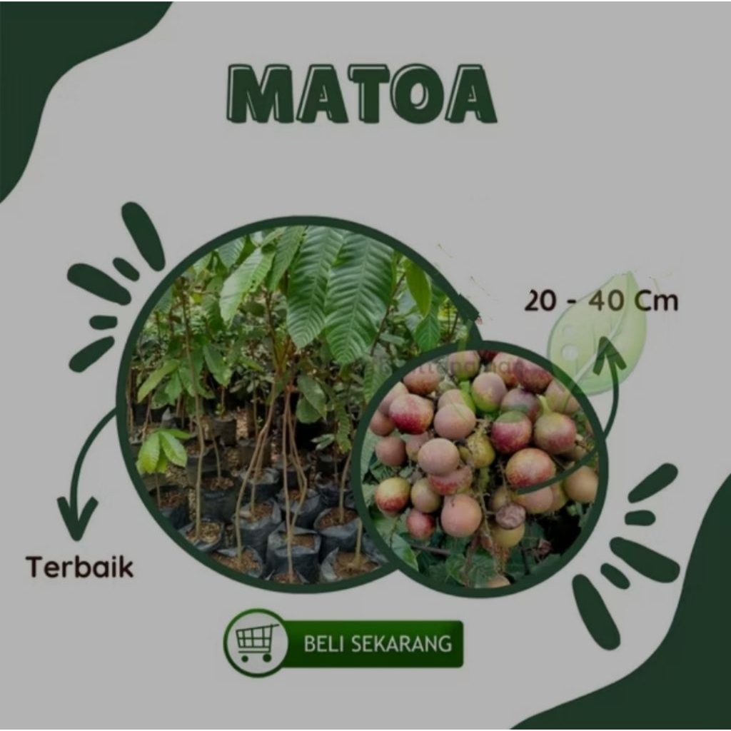 bibit matoa bibit matoa super unggul cepat berbuah
