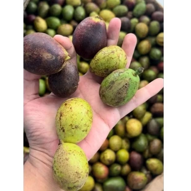 Matoa 1kg