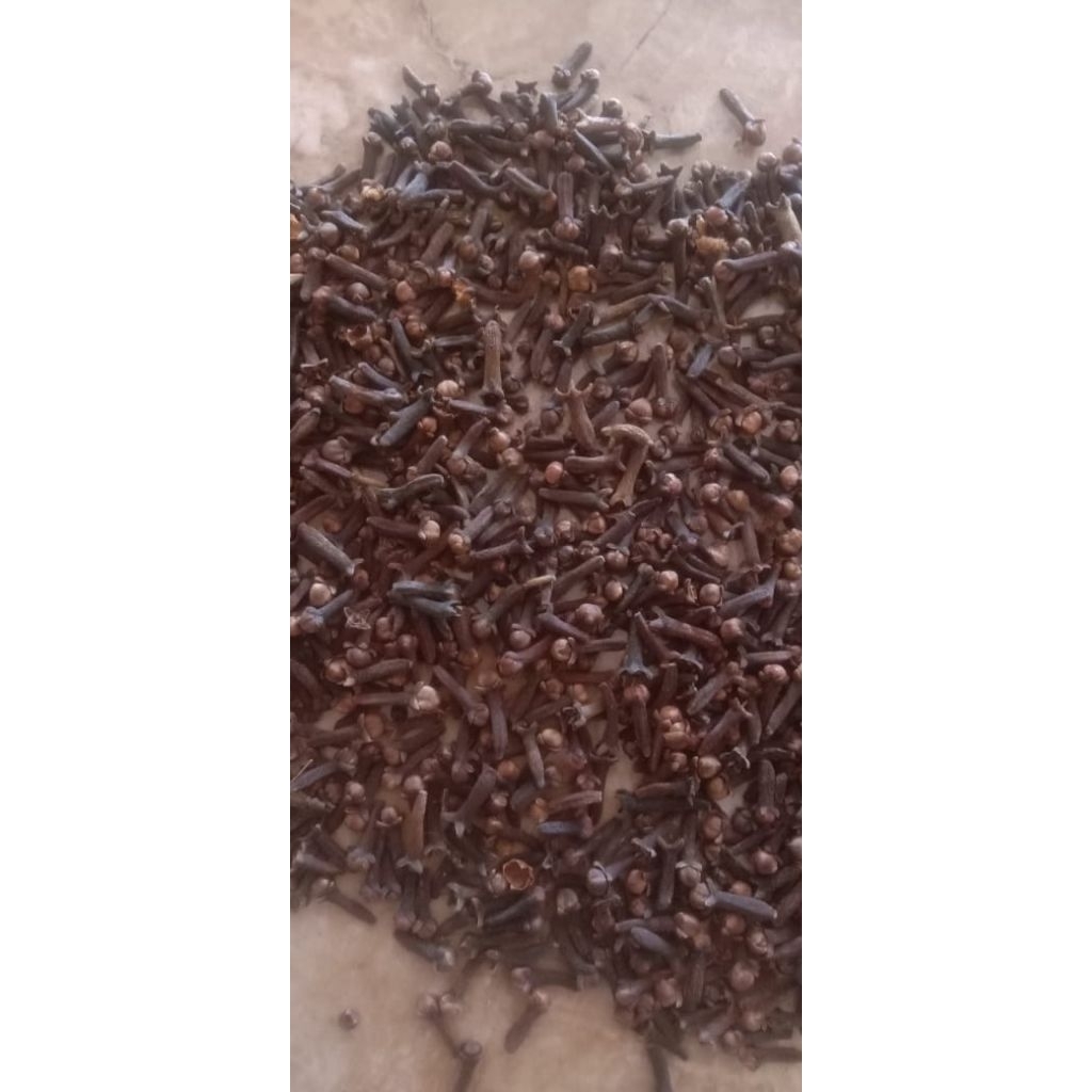 cengkeh kering asli papua.
