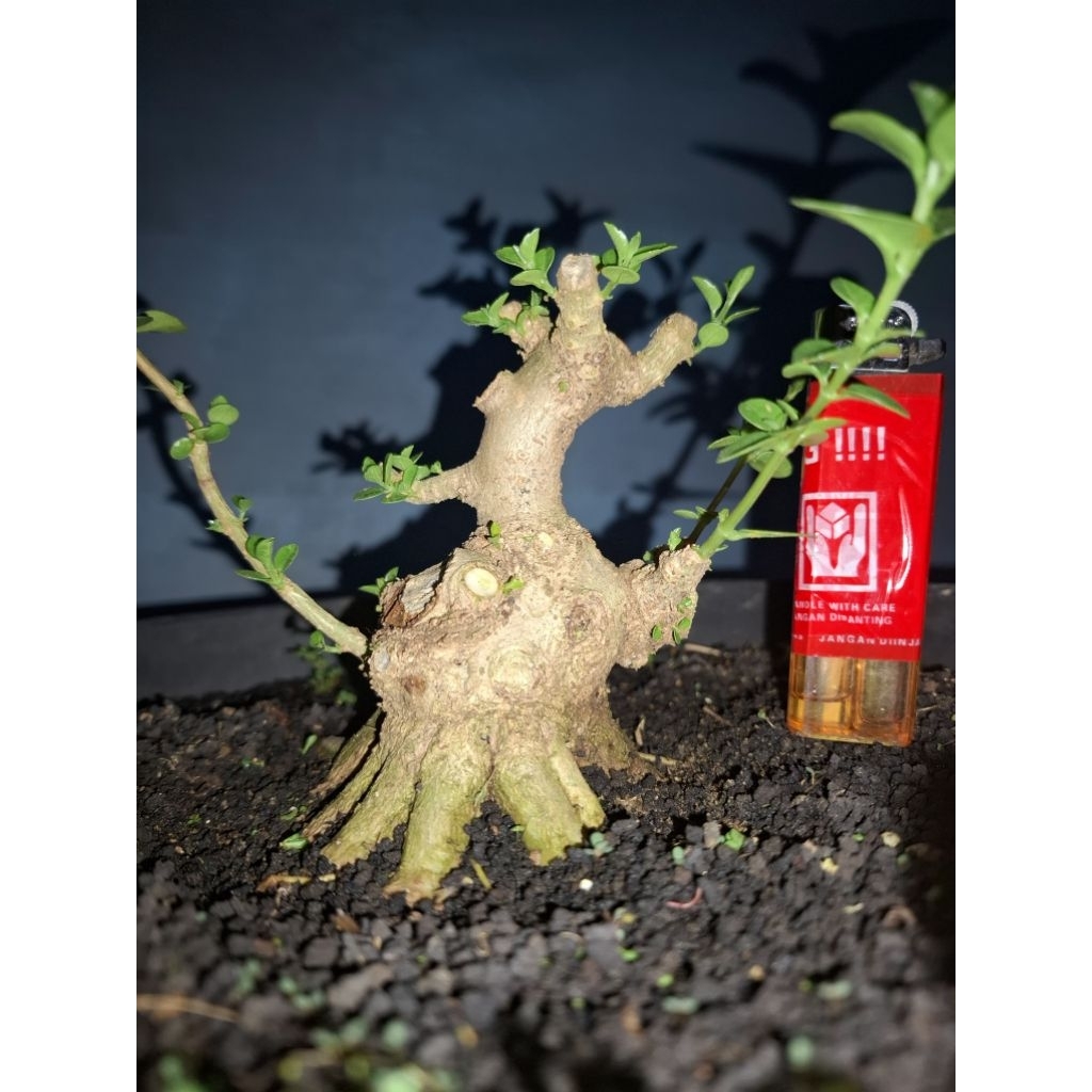 Bahan Bonsai Sancang Mame The Max Prokar Program Akar Realpict Sesuai Foto