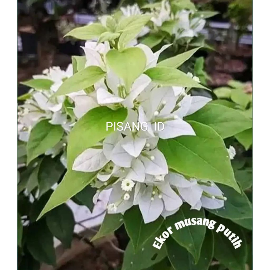 PROMO BIBIT BOUGENVILLE EKOR MUSANG PUTIH KUALITAS UNGGUL SUDAH BERAKAR LEBAT
