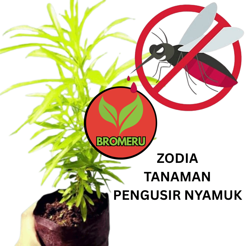 Bunga Zodia pengusir nyamuk Alami | TANAMAN AROMA TERAPI | WANGI DAN HARUM UNTUK RUANGAN