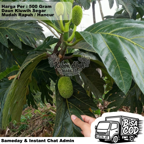 Daun Kluwih Keluih Segar 500 Gram