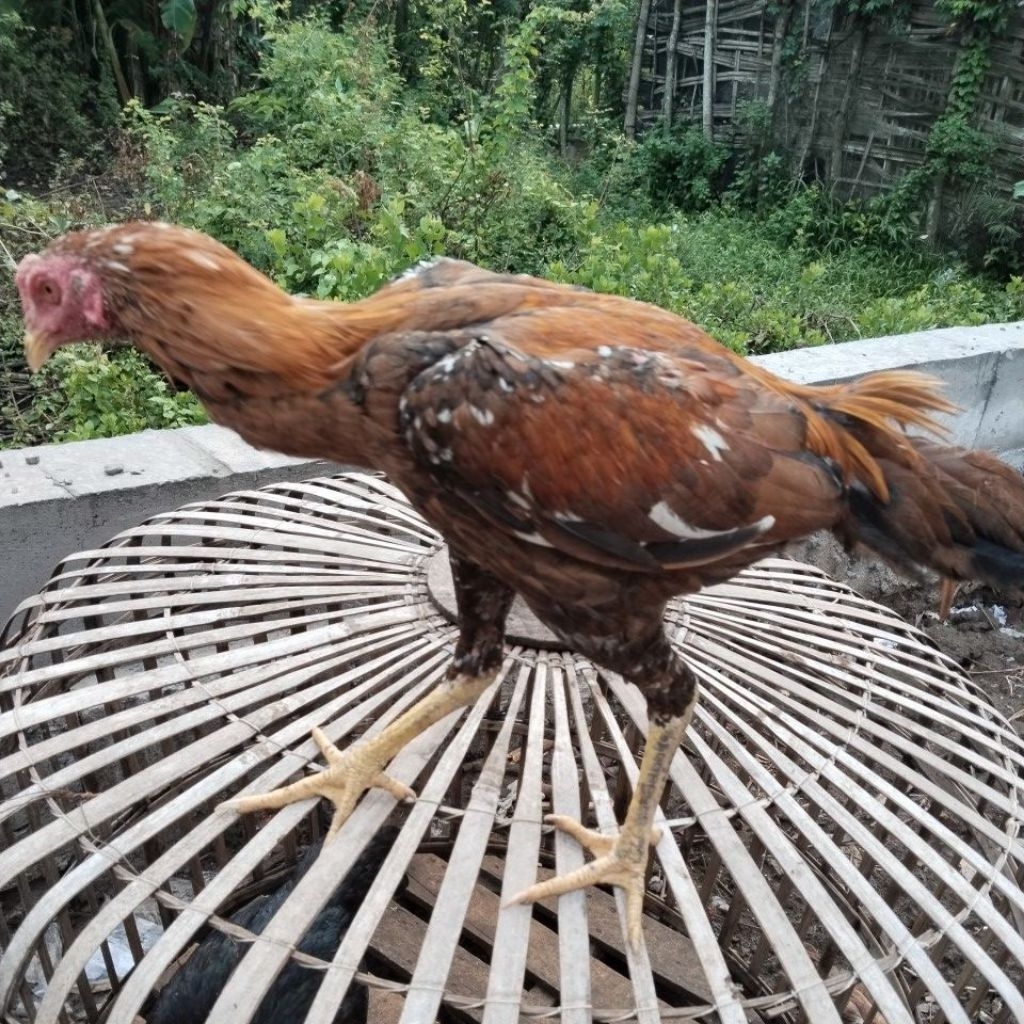 AYAM BANGKOK USIA 5 BULAN
