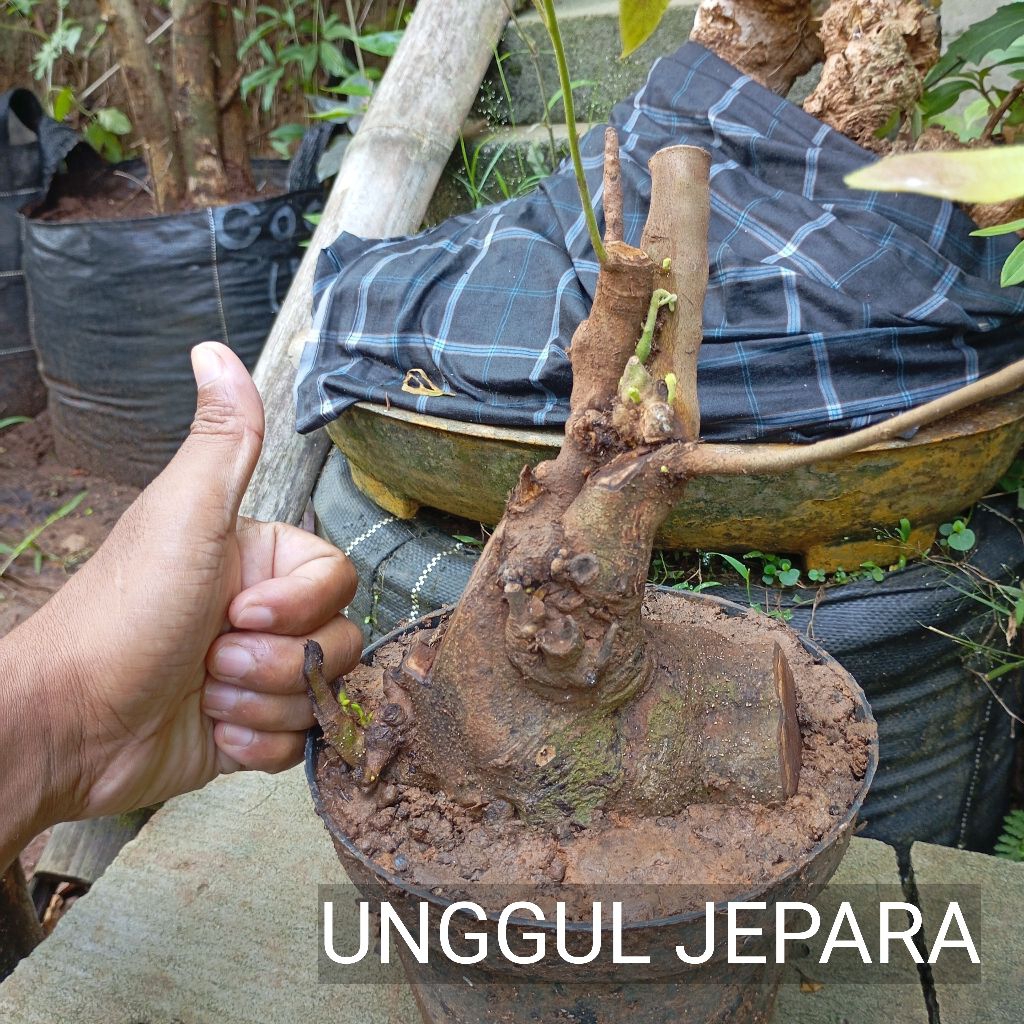 BONSAI BONGGOL AMPLAS