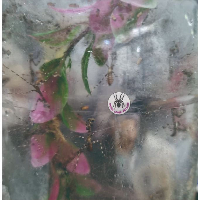 BABY MANTIS LOBATA / BELALANG SEMBAH LOBATA