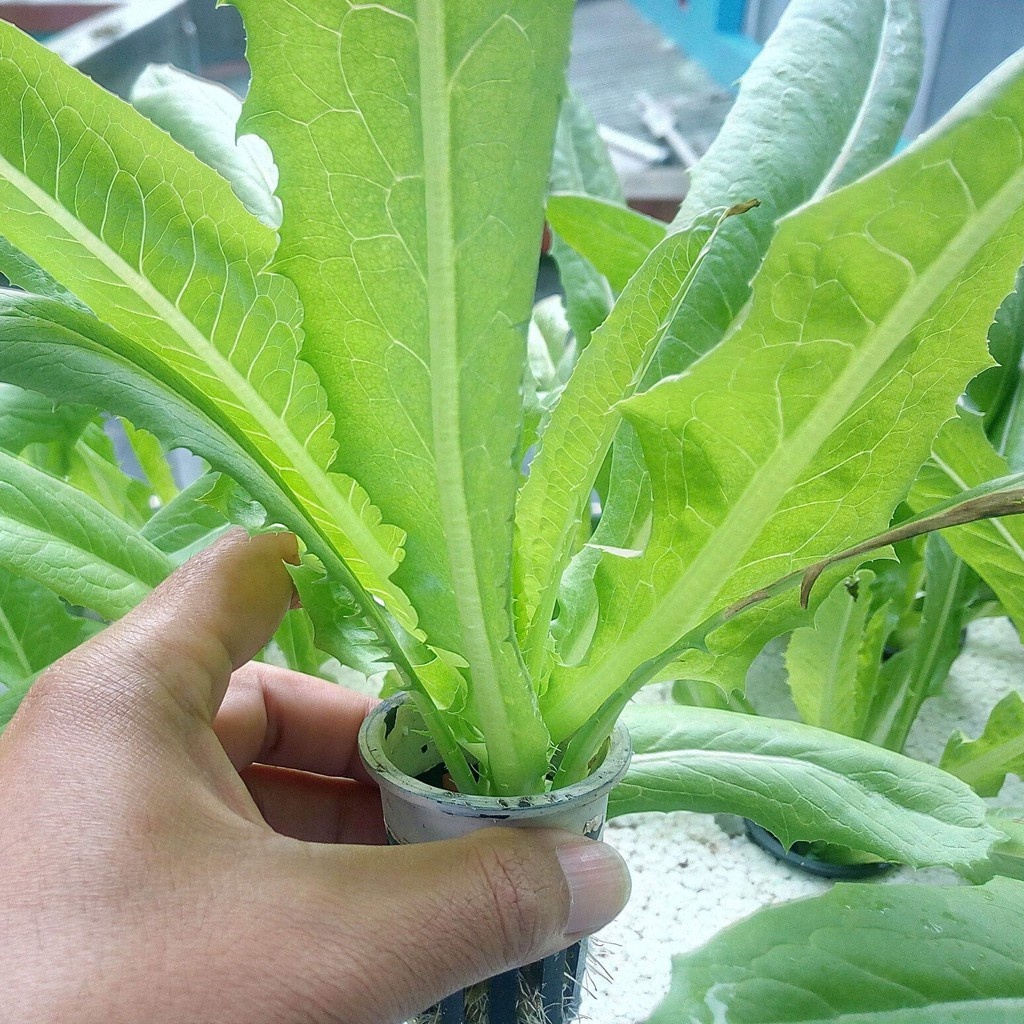 PREMIUM - Bibit Selada Siomak