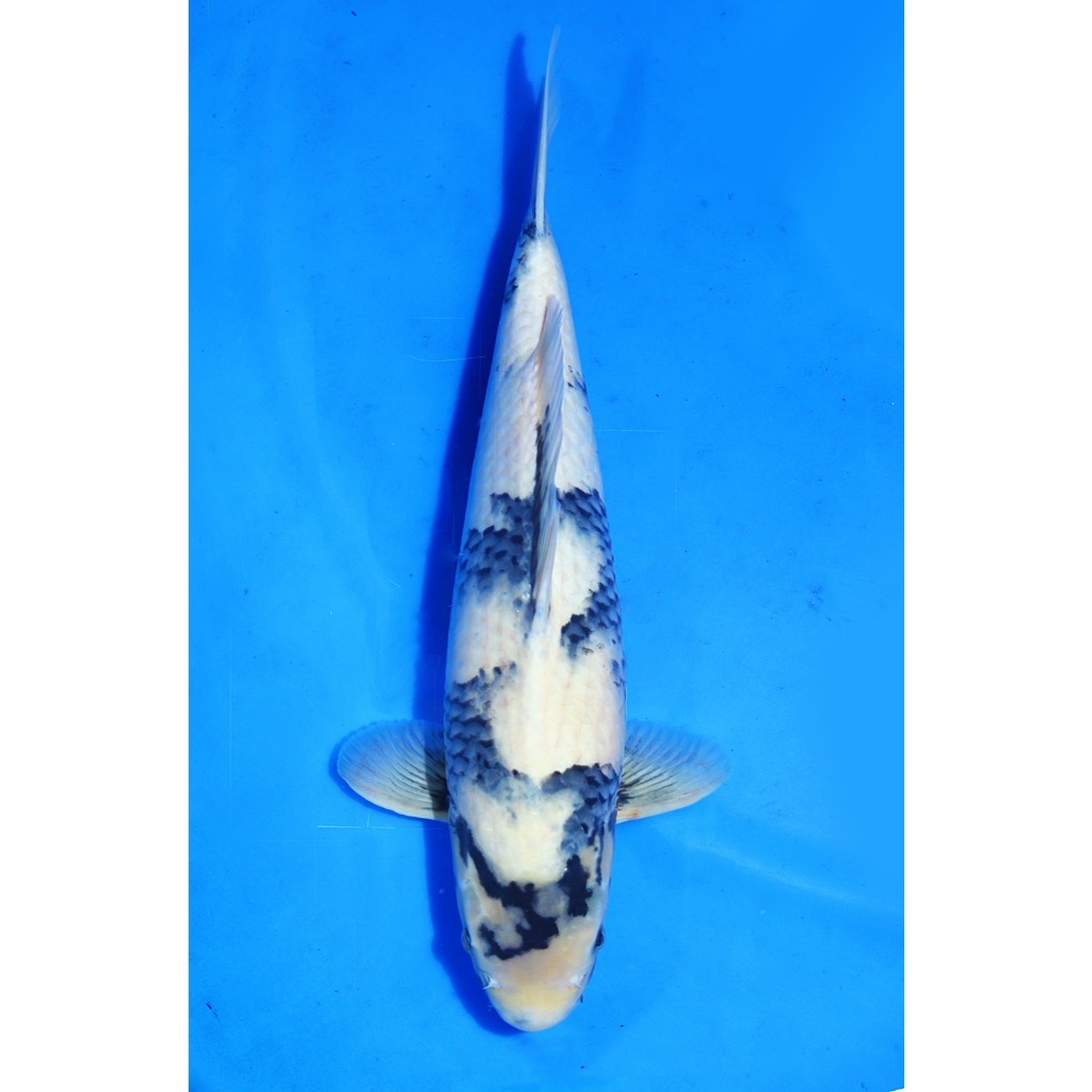 Koi Import Shiro Dainichi Koi Farm Size 40 cm