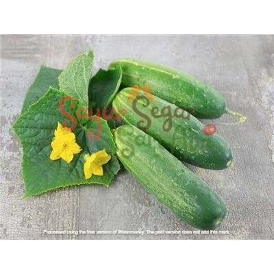 Timun Baby dan Timun Sayur