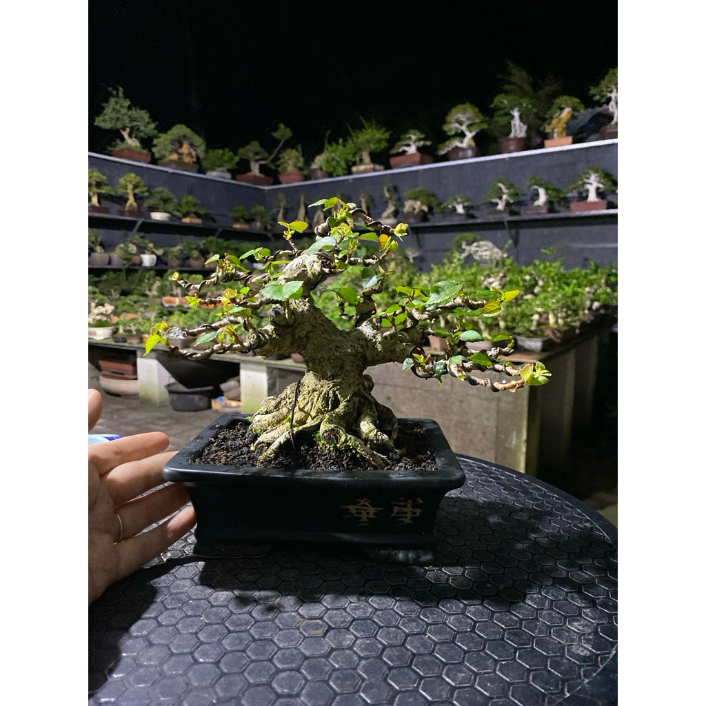 bonsai waru Mame
