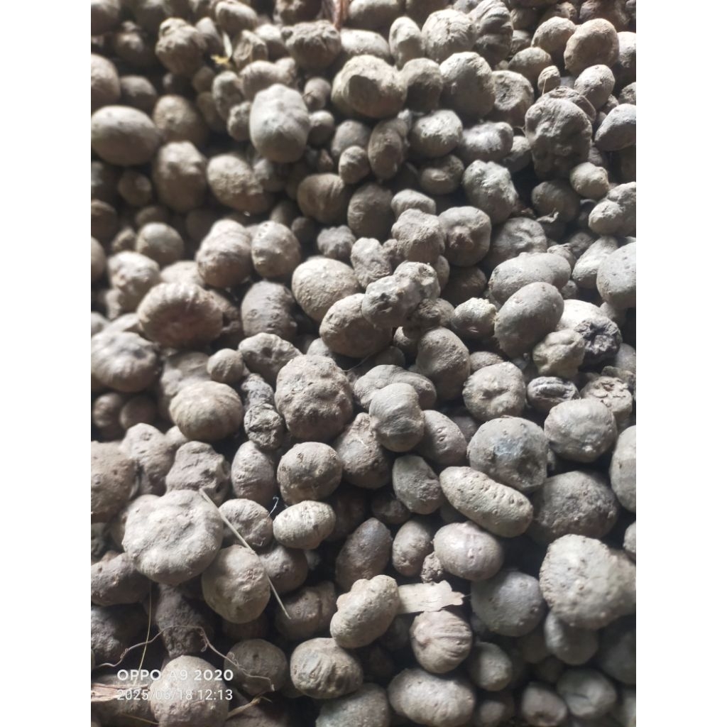 bibit Porang katak mini bertunas 1kg isi 300-500 biji