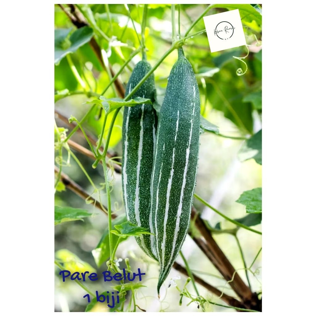 Benih Pare Belut 1 biji