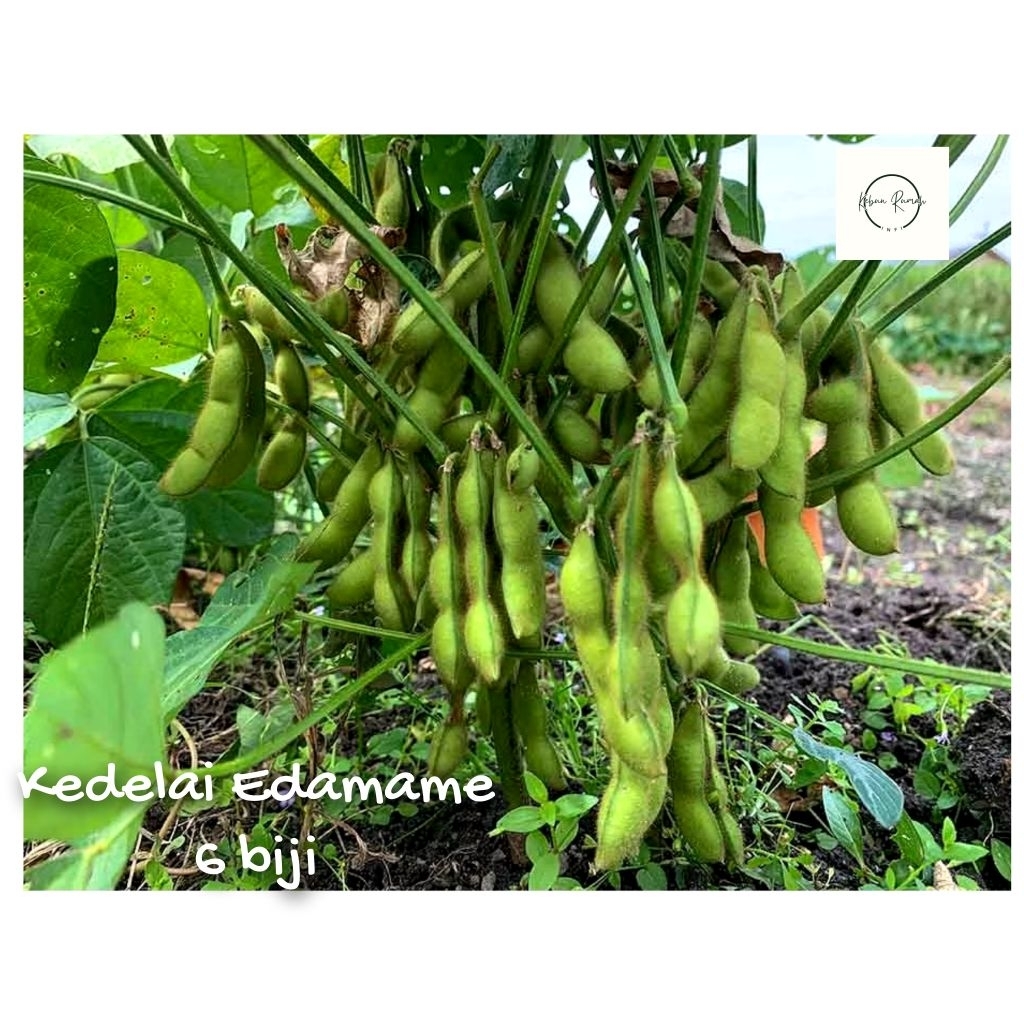 Benih Kedelai Edamame