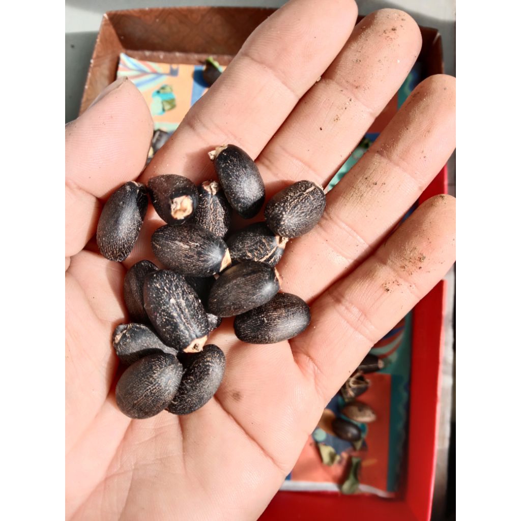 Biji benih Bibit Jarak (Daun Jarak)