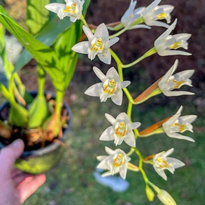 [ DEWASA ] Coelogyne flexuosa – Keindahan Putih Bersih dengan Sentuhan Kuning Menawan