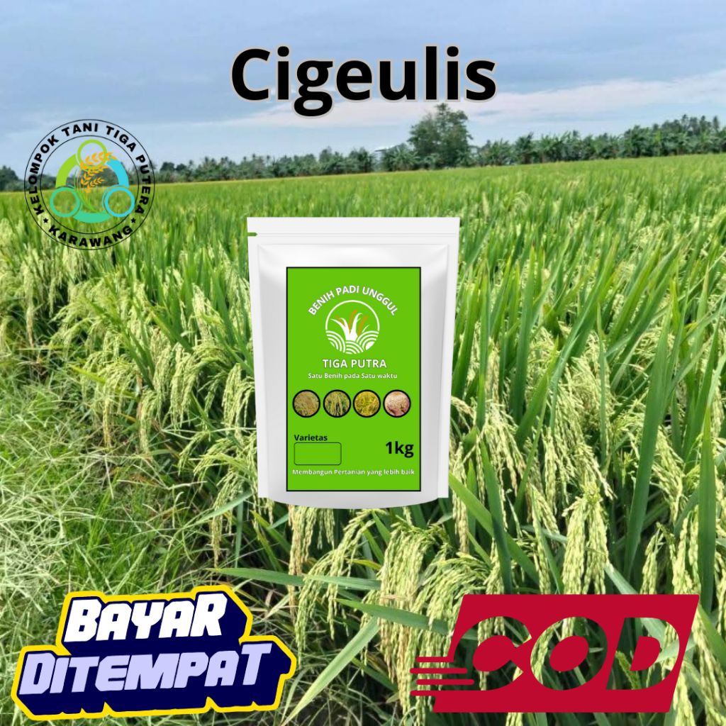Benih Padi Unggul Cigeulis 1kg original