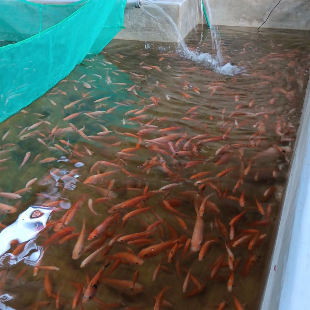 bibit ikan nila Asli bangkok monosex pengemas dibungkus platik dengan oksigen