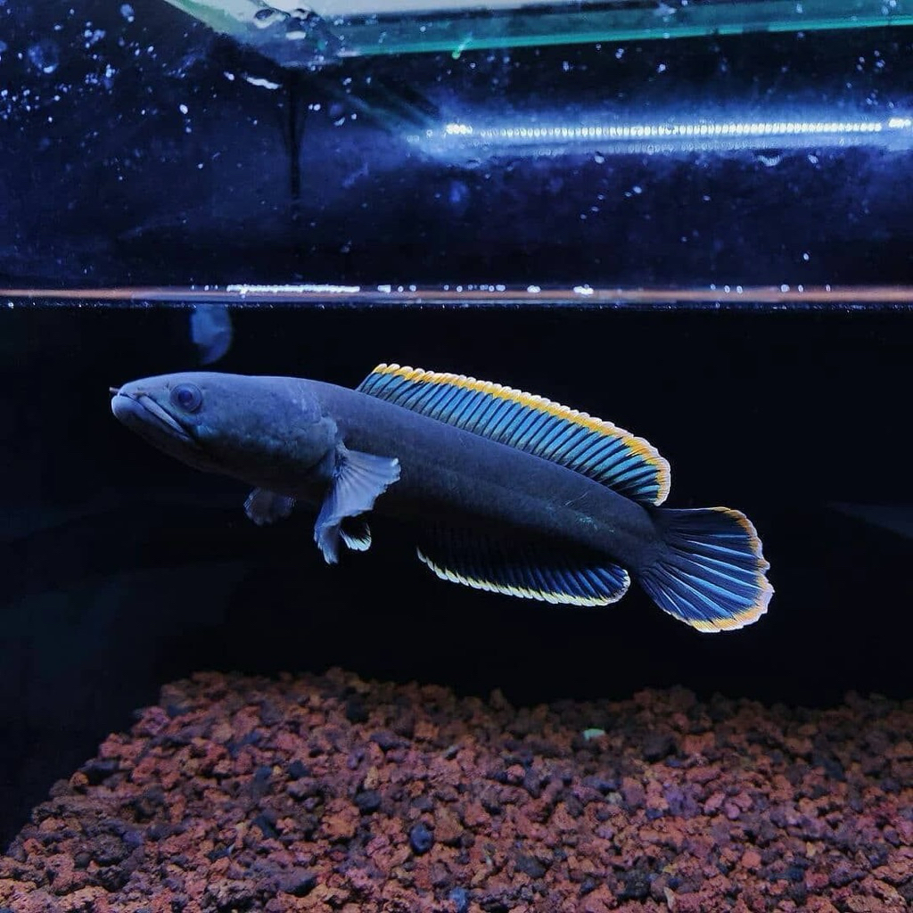 Babon Limbata Pair