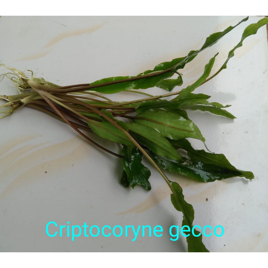 Cryptocoryne green tanaman hias akuarium